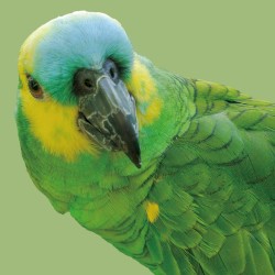 A vida dos pássaros e das pessoas - Brazilian fusion remix (鳥と人の暮らし)