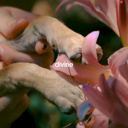 Divine