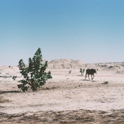 Alkhar Dessouf (Zeid Hamdan remix)