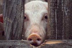 The Acquired Helplessness in Lunatic Asylums Isn't in the Hands of Fate