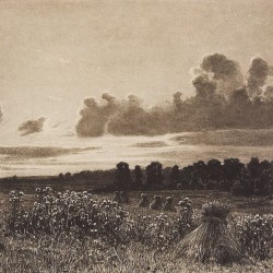 Vii