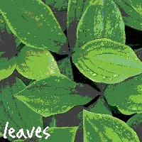 leaves