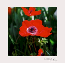 Bi-Monthly Subscription Series 10