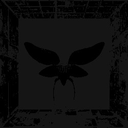 shivering dark (live)
