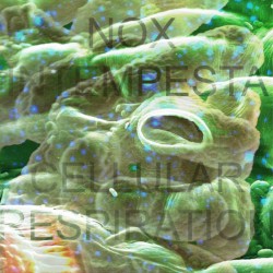 Cellular Respiration