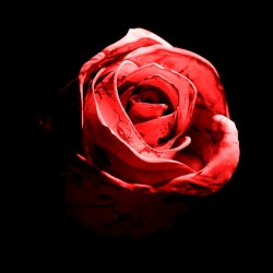 Romantic Homicide (Live Version)