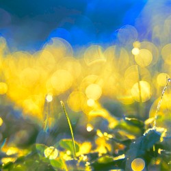 Attaining The Impossible Bloom