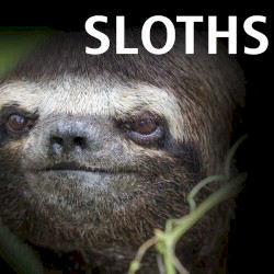 Song About Sloths