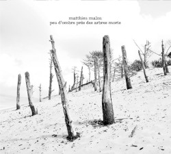 Peu d'Ombre Près des Arbres Morts