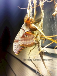 Bridge Creek Reserve