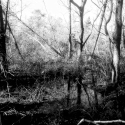 Hail the Ancient Forest