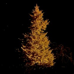 Juichigatsu no Michibe (Launiger Spaziergang)