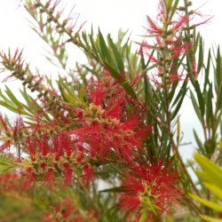 Space Song (Beach House)