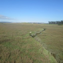 Stagnant Creek in the Marsh
