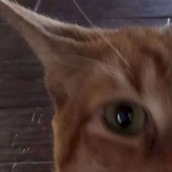 forgotten voice unheard