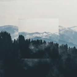 Primordia