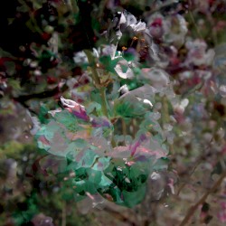 Shiminkai / 嗜眠会