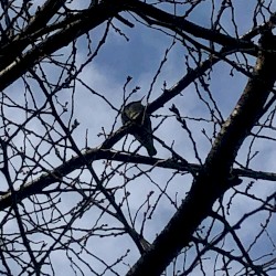 Birdeye Light Source