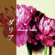 ダリア