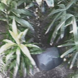 Ｌｏｓｔ Ｊｕｎｇｌｅ