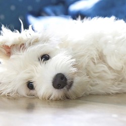 House Dog