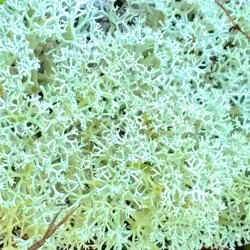 the eye that fucks the world