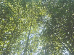 summer day in a forest