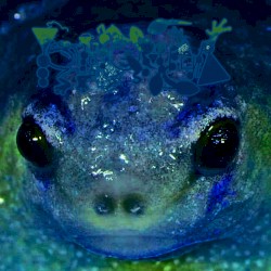 I'm Fend to Fucking Chirp