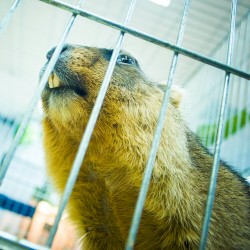 Beaver Cage