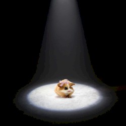 Cowgirl in a Cowboy World