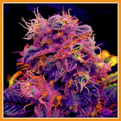 Tarte à la myrtille