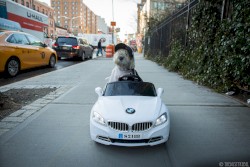 Where My Dogs At? Freestyles