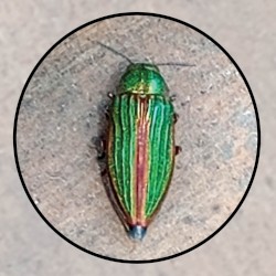 Moonlit Missive #107: 'Beauty Fades'