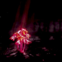 A Kiss for the Whole World