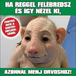 Gyöngyök és disznók