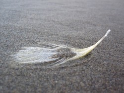 Another Day in the Life (Amercian Radio Remix Road Trip Chicago to Tampa featuring Guests Paranoid Tennessee State Trooper & TSA)