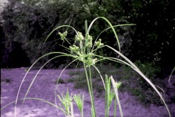 The Garden of Treasures (The Outtakes)