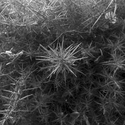 Slow Crushed By Overwhelming Force