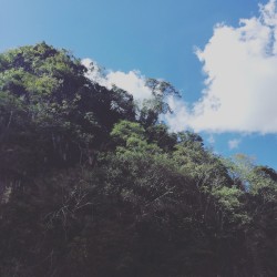 bird sounds in Ohara / rain in a tent