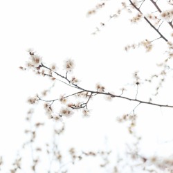 From the Withered Tree, A Flower Blooms