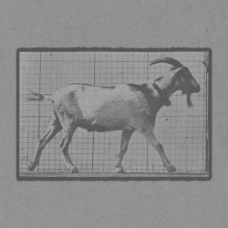 Goat Walking