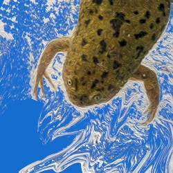 Xenopus)))