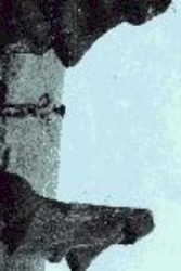 Fresh Kill of a Cape Hunting Dog