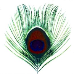 Apple Venus, Volume 1