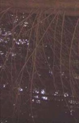 Eles Chamam-me... Bem de Longe