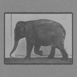 Elephant Walking