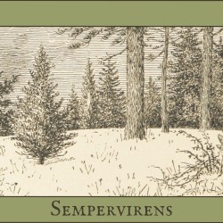 Sempervirens