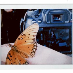 Butterfly Effect (Acoustic)