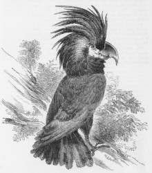 parrots