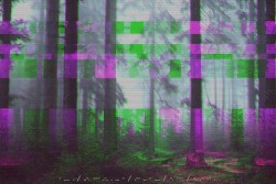 The Forest With No Name